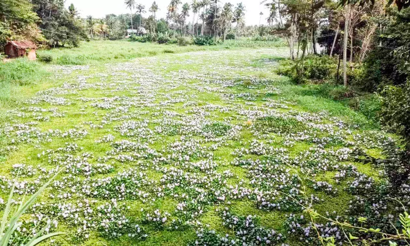 കുളവാഴയും പായലും നിറഞ്ഞ്​ കണ്ണാക്കൽ തോട്