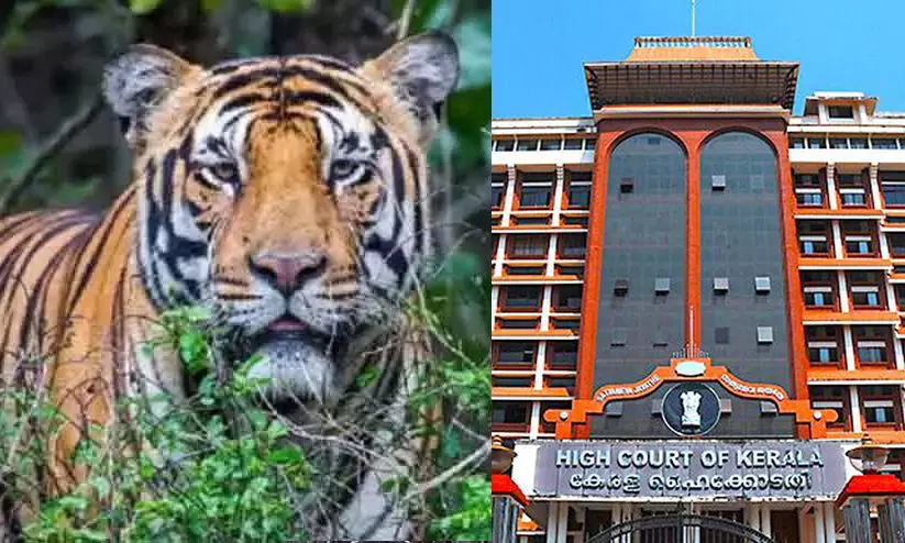 നരഭോജി കടുവയെ വെടിവെക്കാനുള്ള ഉത്തരവിനെതിരെ നൽകിയ ഹരജി ഹൈകോടതി തള്ളി; ഹരജിക്കാരന് 25,000 രൂപ പിഴ നരഭോജി കടുവയെ വെടിവെക്കാനുള്ള ഉത്തരവിനെതിരെ നൽകിയ ഹരജി ഹൈകോടതി തള്ളി; ഹരജിക്കാരന് 25,000 രൂപ പിഴ