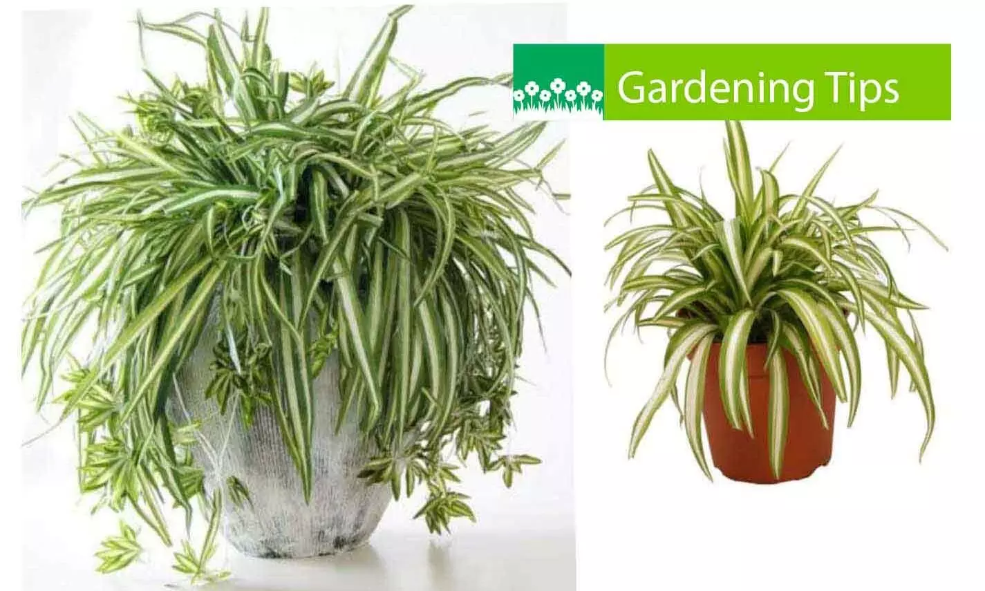 Gardeneca_home Gardeneca_home