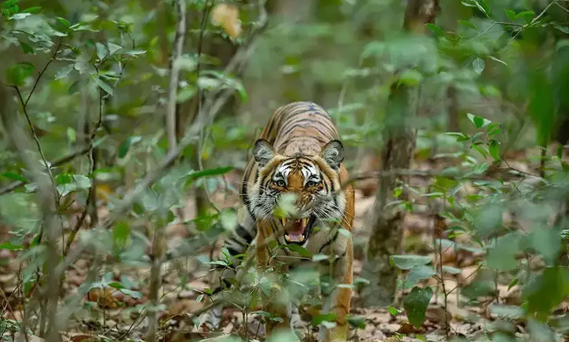നരഭോജി കടുവയെ കണ്ടെത്താന്‍ വനം വകുപ്പ് സ്‌പെഷല്‍ ടീമിനെ നിയോഗിച്ചു