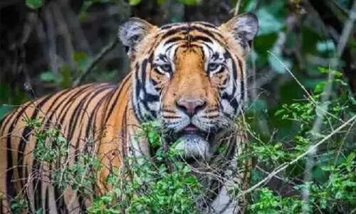 representational image