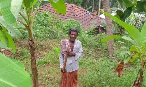 പുന്നശ്ശേരിയിലെ പാറച്ചാലിൽ മീത്തൽ ദാമോദരൻ കൃഷിപ്പണിക്കിടയിൽ