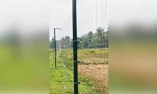 വന്യമൃഗങ്ങളിൽ നിന്ന് കൃഷിയിടം സംരക്ഷിക്കാൻ ആറളംഫാമിൽ സ്ഥാപിക്കുന്ന പ്രതിരോധവേലിയുടെ മാതൃക