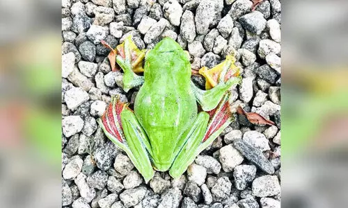 നെടുങ്കണ്ടത്ത്​ പറന്നെത്തി പറക്കുംതവള