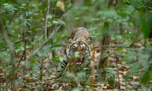 നരഭോജി കടുവയെ കണ്ടെത്താന്‍ വനം വകുപ്പ് സ്‌പെഷല്‍ ടീമിനെ നിയോഗിച്ചു