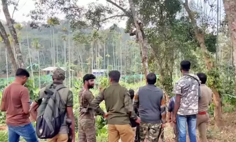 കടുവക്കായി പ്രദേശത്ത് തിരച്ചിൽ നടത്തുന്ന സംഘം കടുവക്കായി പ്രദേശത്ത് തിരച്ചിൽ നടത്തുന്ന സംഘം