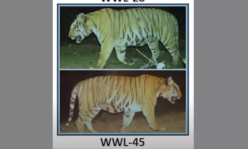വയനാട്ടിൽ യുവാവിനെ കൊന്ന കടുവയെ തിരിച്ചറിഞ്ഞു