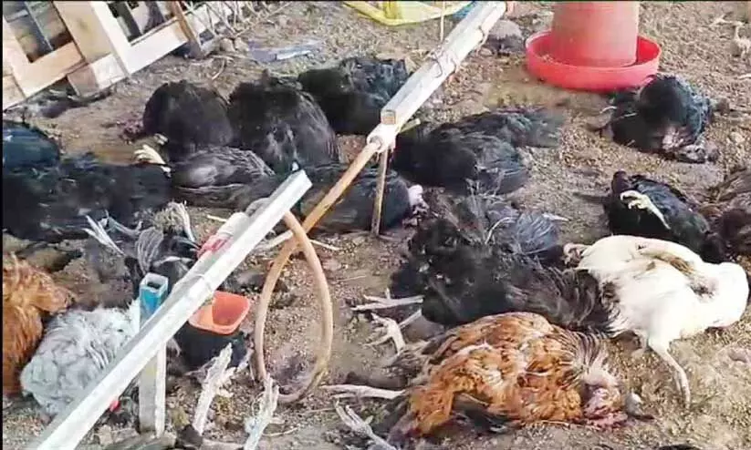 ദേ​ശ​മം​ഗ​ല​ത്ത് ഫാ​മി​ലെ കോ​ഴി​ക​ളെ തെ​രു​വു​നാ​യ്ക്ക​ൾ കൊ​ന്ന നി​ല​യി​ൽ