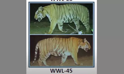 വയനാട്ടിൽ യുവാവിനെ കൊന്ന കടുവയെ തിരിച്ചറിഞ്ഞു