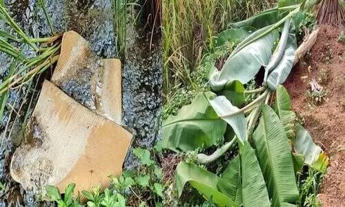 കാർഷിക വിളകൾ സാമൂഹിക വിരുദ്ധർ നശിപ്പിച്ചു