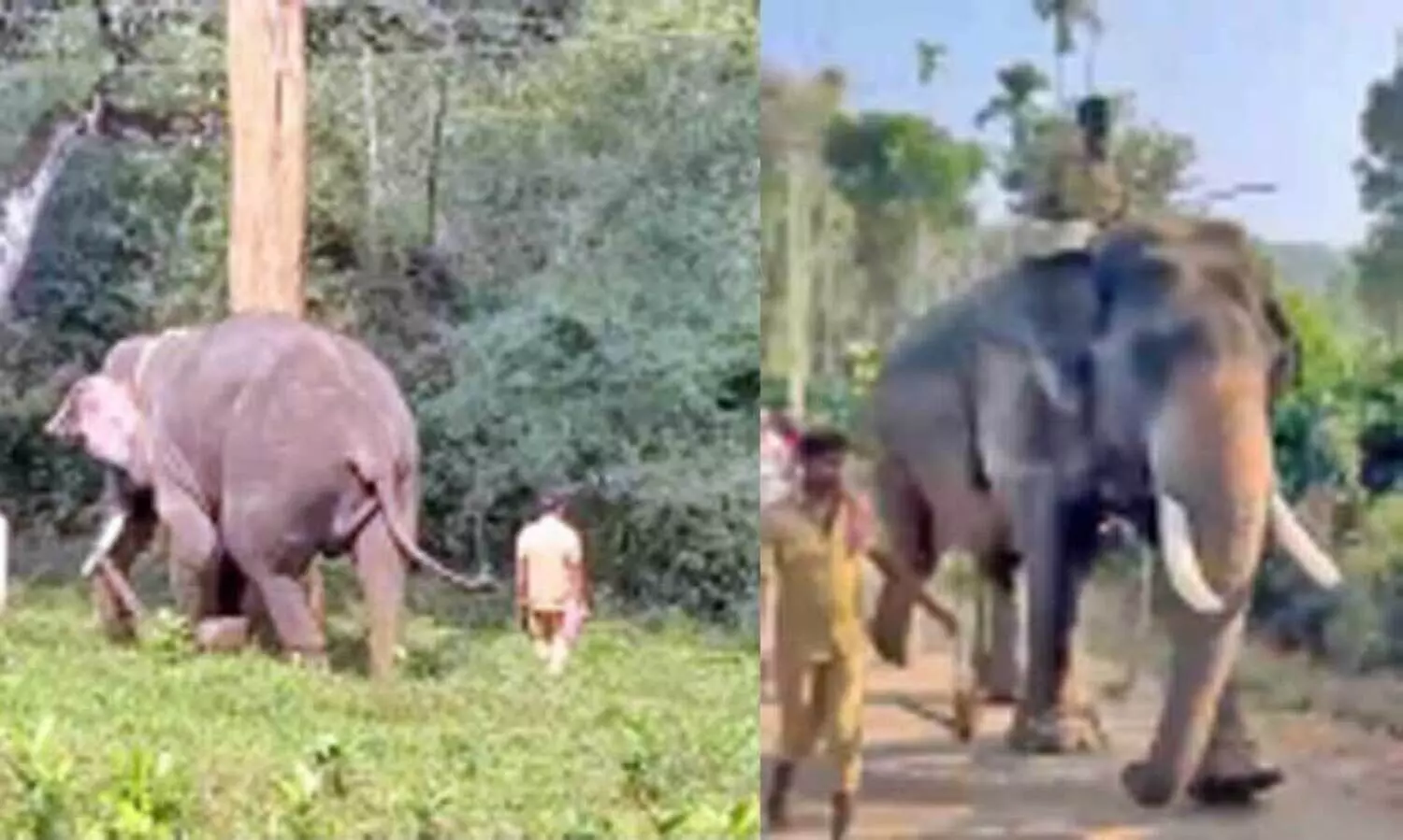 തി​ര​ച്ചി​ലി​നാ​യി എ​ത്തി​ച്ച കു​ങ്കി​യാ​നകൾ