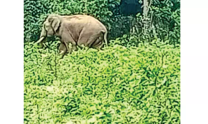 ക​തി​രി​ട്ട നെൽപ്പാ​ട​ത്തും ആ​ന​ശ​ല്യം; ക​ർ​ഷ​ക മ​ന​സ്സി​ൽ ആ​ശ​ങ്ക