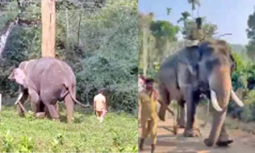 തിരച്ചിലിനായി എത്തിച്ച കുങ്കിയാനകൾ തിരച്ചിലിനായി എത്തിച്ച കുങ്കിയാനകൾ