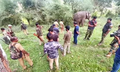 നരഭോജി കടുവക്കായി ആറാം ദിവസവും തിരച്ചിൽ