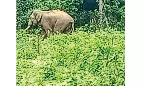 ക​തി​രി​ട്ട നെൽപ്പാ​ട​ത്തും ആ​ന​ശ​ല്യം; ക​ർ​ഷ​ക മ​ന​സ്സി​ൽ ആ​ശ​ങ്ക