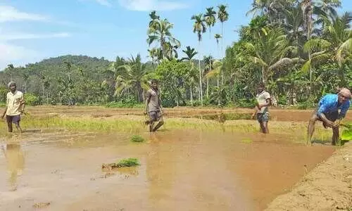 പായത്തെ വയലേലകളിൽ ഞാറു നടുന്ന ഉത്തരേന്ത്യൻ തൊഴിലാളികൾ