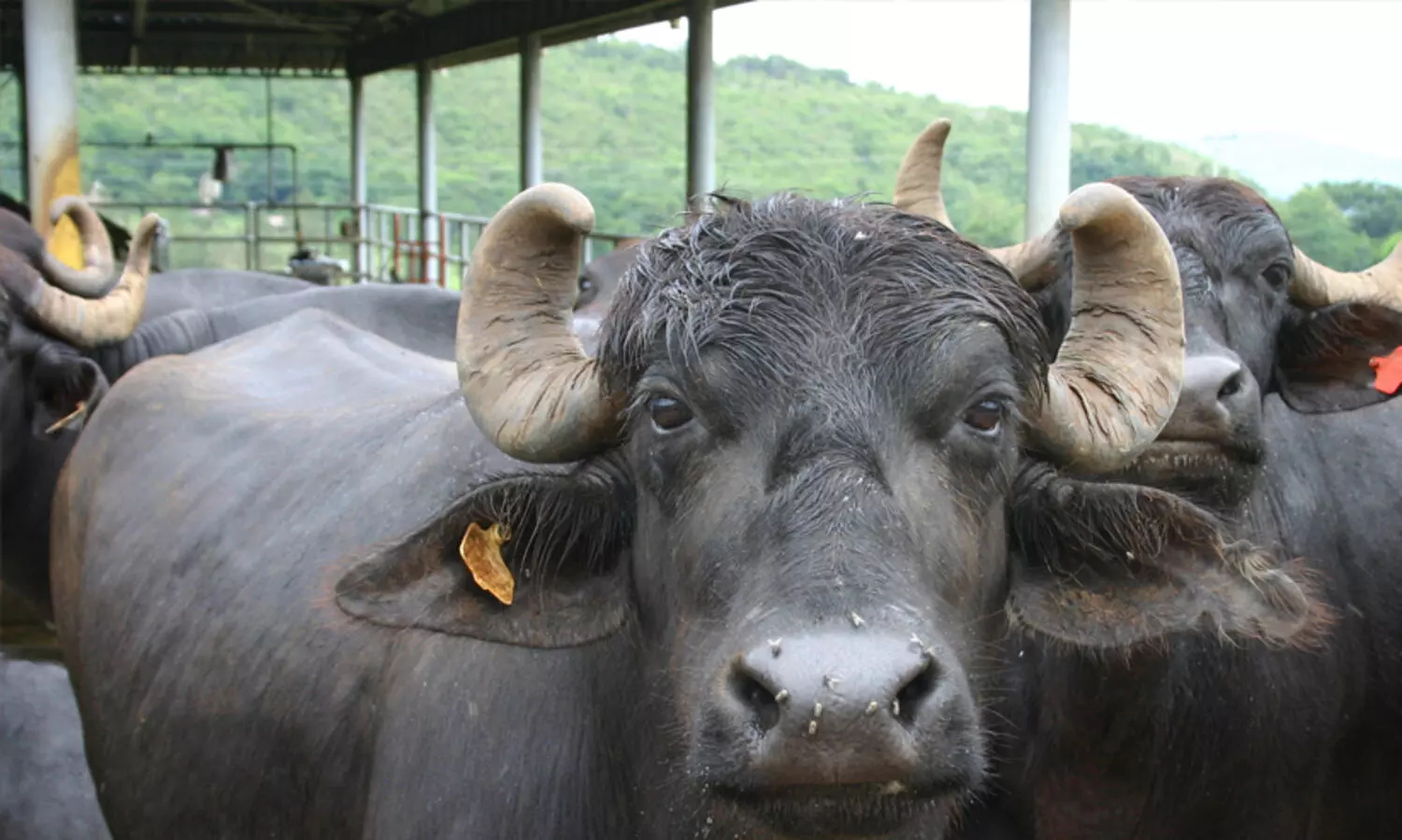 ബലിനൽകിയ മൃഗങ്ങളുടെ ഇറച്ചി ​വേണ്ടെന്ന് ദലിതർ; ഭക്ഷിച്ചില്ലെങ്കിൽ ഗ്രാമത്തിൽ വിലക്കെന്ന്