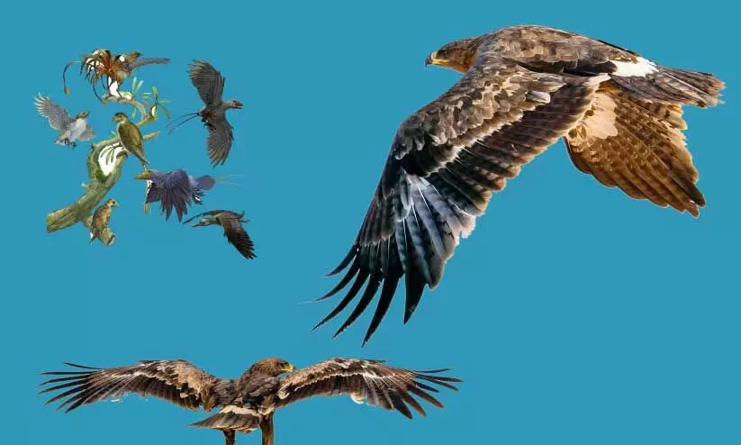 കു​വൈ​ത്തി​ലെ തൂ​വ​ൽ കു​പ്പാ​യ​ക്കാ​ർ; അ​റേ​ബ്യ​ൻ മ​രു​ഭൂ​മി താ​ണ്ടു​ന്ന കാ​യ​ൽ പ​രു​ന്ത്