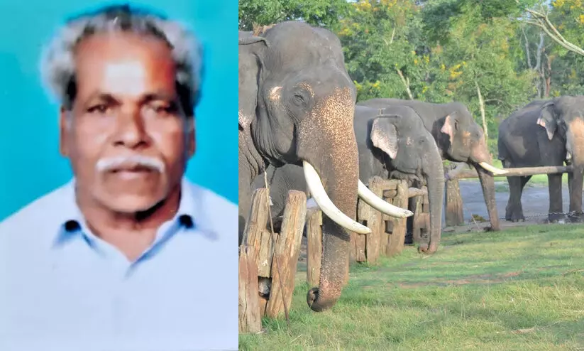 Theppakadu Elephant Camp Theppakadu Elephant Camp