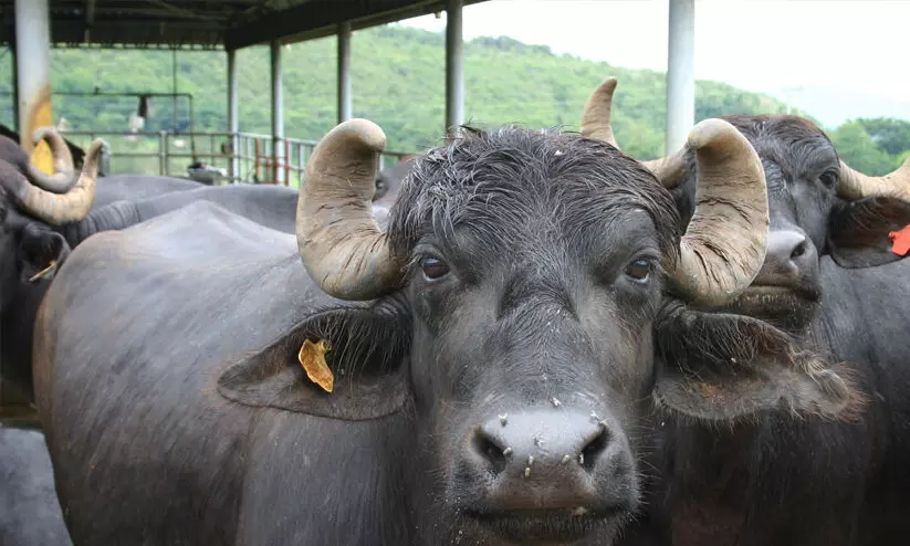 ബലിനൽകിയ മൃഗങ്ങളുടെ ഇറച്ചി ​വേണ്ടെന്ന് ദലിതർ; ഭക്ഷിച്ചില്ലെങ്കിൽ ഗ്രാമത്തിൽ വിലക്കെന്ന്