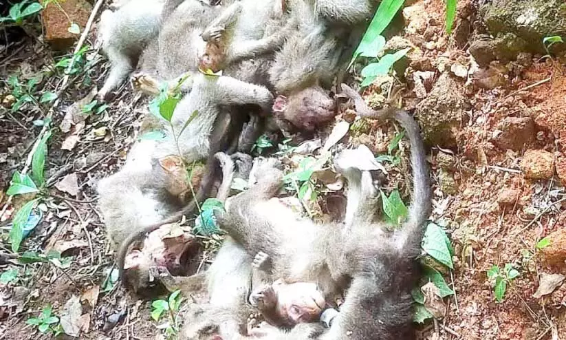 സു​ള്ള്യ ബ​ൽ​പ വ​ന​മേ​ഖ​ല​യി​ൽ കു​ര​ങ്ങു​ക​ളെ കൊ​ന്നു​ ത​ള്ളി​യ നി​ല​യി​ൽ