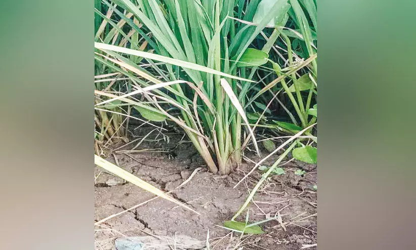 കനാൽ വെള്ളമെത്തുന്നതിൽ   കാലതാമസം; നെൽകൃഷി ഉണക്ക് ഭീഷണിയിൽ