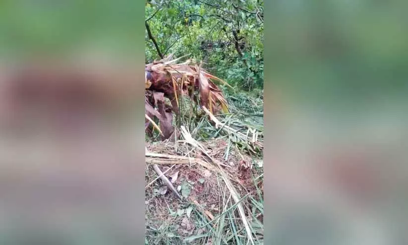 വി​ല​ങ്ങാ​ട് മ​ല​യ​ങ്ങാ​ട് ഭാ​ഗ​ത്ത് ആ​ന​ക്കൂ​ട്ടം ന​ശി​പ്പി​ച്ച കൃ​ഷി​യി​ട​ം