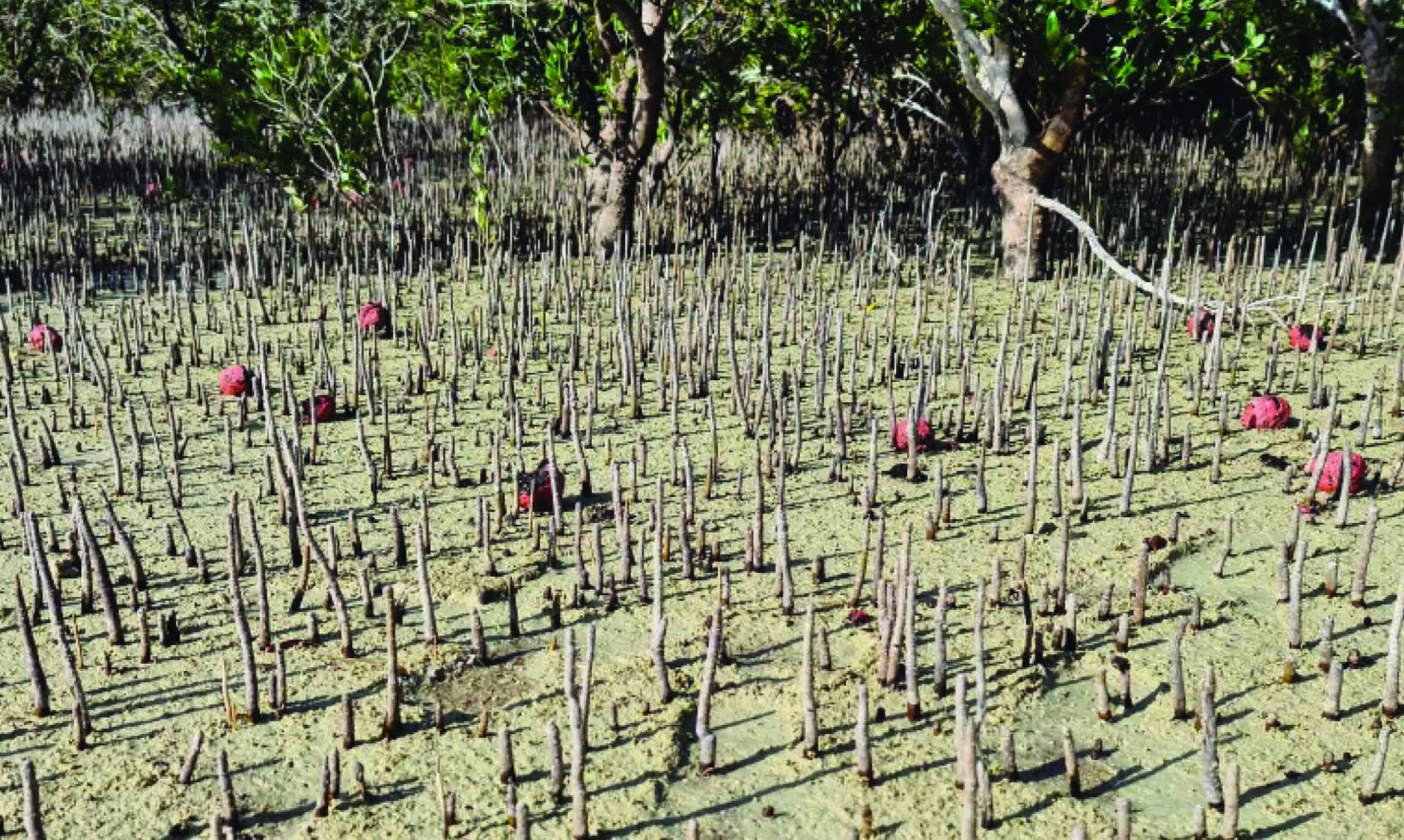 പരിസ്ഥിതിക്ക്​ കണ്ടൽ കാവൽ; നട്ടത്​ 4.40 കോടി മരങ്ങൾ