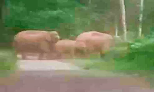 ജനവാസ മേഖലകളിൽനിന്ന് കാട്ടാനകൾ തിരികെ പോയതായി സൂചന ജനവാസ മേഖലകളിൽനിന്ന് കാട്ടാനകൾ തിരികെ പോയതായി സൂചന