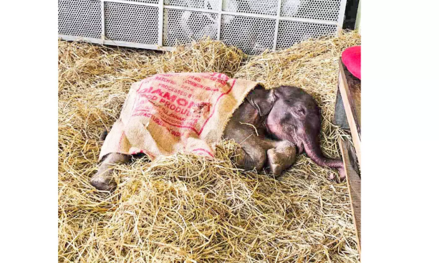 കുറുമ്പൻമൂഴിയിൽ കണ്ടെത്തിയ കുട്ടിയാന ചെരിഞ്ഞു