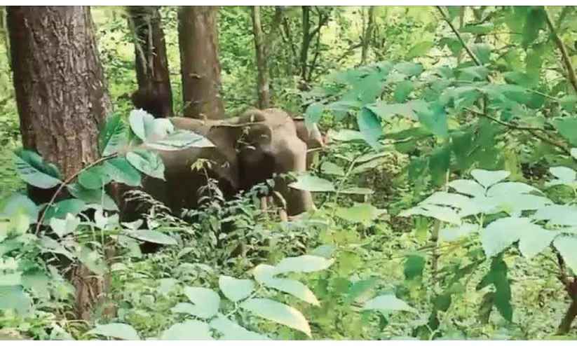 കാ​ട്ടാ​ന ഭീ​ഷ​ണി: പു​റം ലോ​ക​വു​മാ​യി ബ​ന്ധ​മ​റ്റ് ആ​ദി​വാ​സി കു​ടും​ബ​ങ്ങ​ൾ