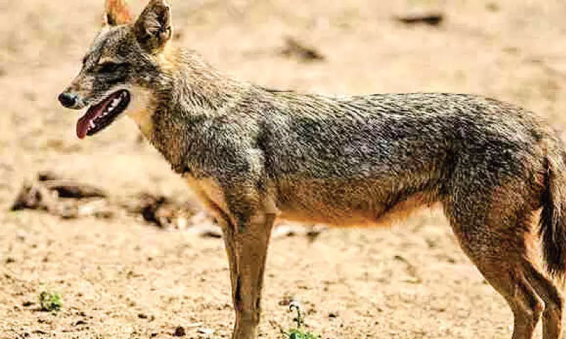 എക്കാപറമ്പില്‍ കുറുനരിയുടെ ആക്രമണം; രണ്ടുപേര്‍ക്ക് പരിക്ക്