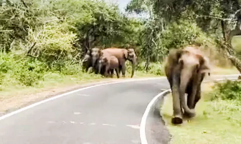 വന്യമൃഗ ശല്യം: ഇടുക്കിയിൽ അഞ്ച്​ വർഷത്തിനി​ടെ അരക്കോടിയുടെ കൃഷി നാശം