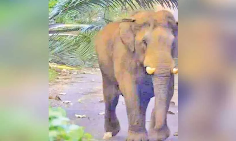 ഏഴാറ്റുമുഖത്ത് റോഡിൽ ഇറങ്ങിയ കാട്ടാന ഏഴാറ്റുമുഖത്ത് റോഡിൽ ഇറങ്ങിയ കാട്ടാന