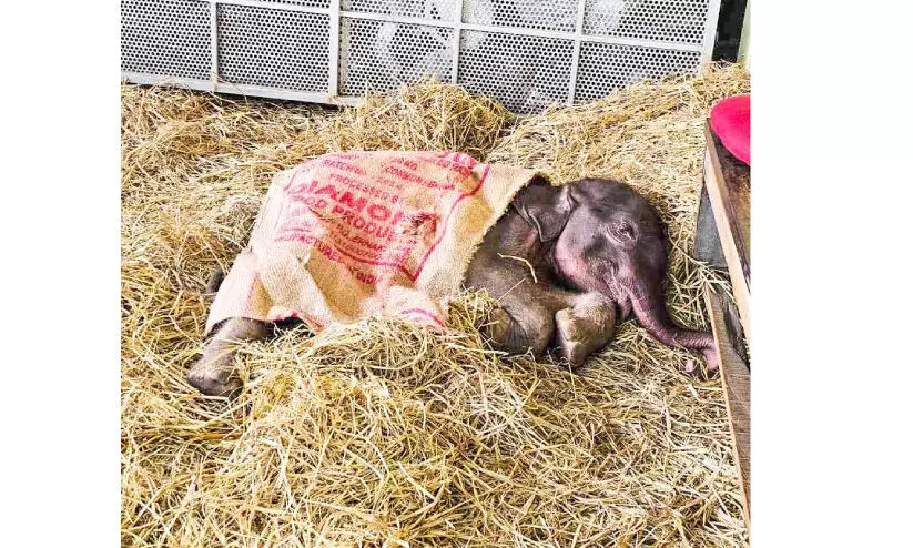 കുറുമ്പൻമൂഴിയിൽ കണ്ടെത്തിയ കുട്ടിയാന ചെരിഞ്ഞു കുറുമ്പൻമൂഴിയിൽ കണ്ടെത്തിയ കുട്ടിയാന ചെരിഞ്ഞു