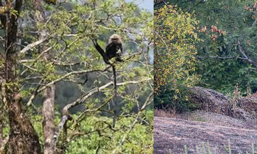 ഒറ്റപ്പെട്ട നിലയില് കണ്ടെത്തുന്ന വന്യമൃഗങ്ങളെ പ്രദര്ശിപ്പിക്കരുതെന്ന് വനം വകുപ്പ് നിർദേശം ഒറ്റപ്പെട്ട നിലയില് കണ്ടെത്തുന്ന വന്യമൃഗങ്ങളെ പ്രദര്ശിപ്പിക്കരുതെന്ന് വനം വകുപ്പ് നിർദേശം