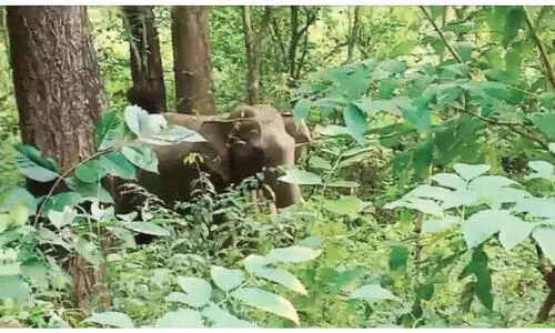 കാ​ട്ടാ​ന ഭീ​ഷ​ണി: പു​റം ലോ​ക​വു​മാ​യി ബ​ന്ധ​മ​റ്റ് ആ​ദി​വാ​സി കു​ടും​ബ​ങ്ങ​ൾ