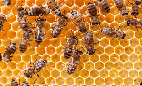 റാ​സ​ല്‍ഖൈ​മ​യി​ല്‍ അ​ന​ധി​കൃ​ത തേ​നീ​ച്ച​ക്കൂ​ടു​ക​ള്‍ നീ​ക്കം ചെ​യ്തു