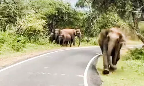വന്യമൃഗ ശല്യം: ഇടുക്കിയിൽ അഞ്ച്​ വർഷത്തിനി​ടെ അരക്കോടിയുടെ കൃഷി നാശം