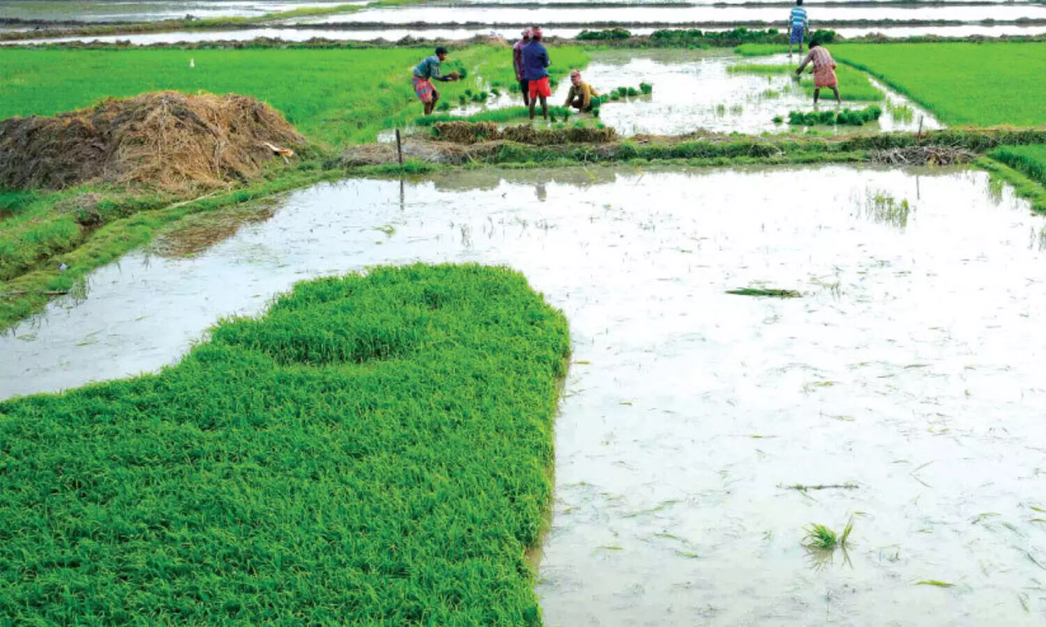 പൊ​ന്നാ​നി ബി​യ്യം കോ​ൾ മേ​ഖ​ല