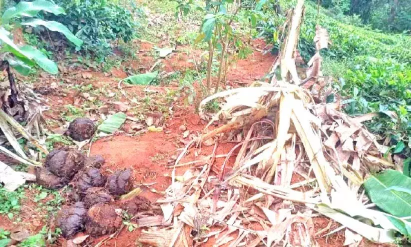 കാ​ട്ടാ​ന മു​നീ​ശ്വ​ര​ൻ കു​ന്നി​ൽ ന​ശി​പ്പി​ച്ച കൃ​ഷി