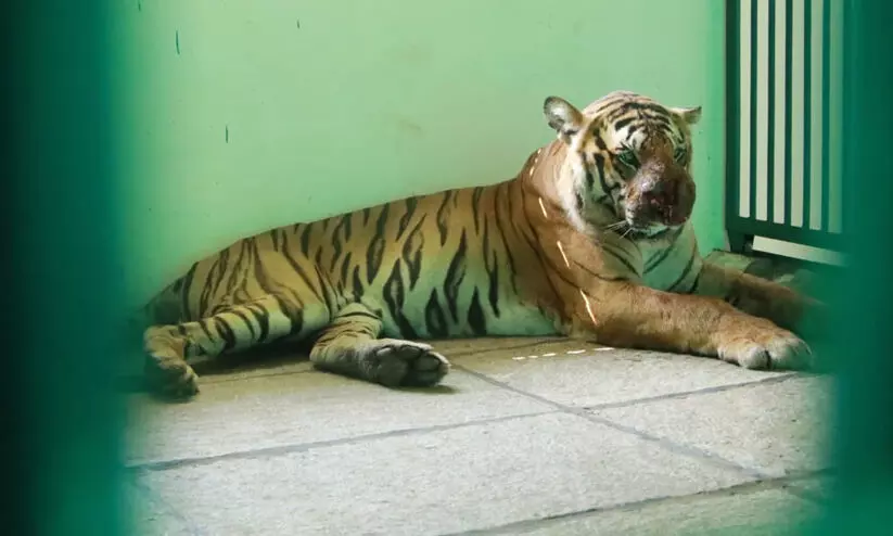 നരഭോജി കടുവയെ തൃശൂർ പുത്തൂർ സുവോളജിക്കൽ പാർക്കിലെത്തിച്ചു നരഭോജി കടുവയെ തൃശൂർ പുത്തൂർ സുവോളജിക്കൽ പാർക്കിലെത്തിച്ചു