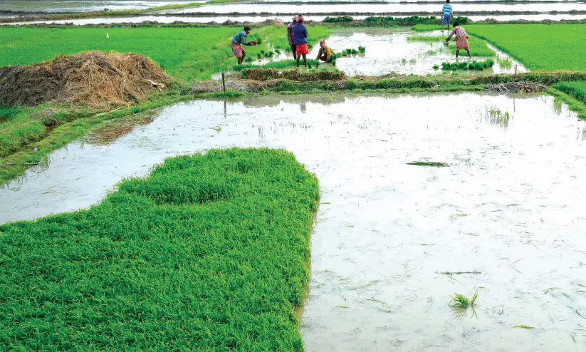 പൊന്നാനി ബിയ്യം കോൾ മേഖല പൊന്നാനി ബിയ്യം കോൾ മേഖല
