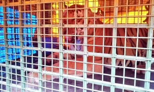 കൂ​ട​ല്ലൂ​ര്‍ കൂ​ട്ടി​ലാ​യ ക​ടു​വ