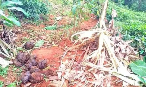 കാ​ട്ടാ​ന മു​നീ​ശ്വ​ര​ൻ കു​ന്നി​ൽ ന​ശി​പ്പി​ച്ച കൃ​ഷി