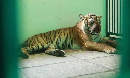 നരഭോജി കടുവയെ തൃശൂർ പുത്തൂർ സുവോളജിക്കൽ പാർക്കിലെത്തിച്ചു