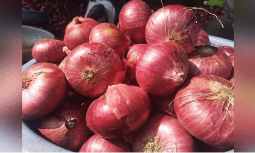 സ​വാ​ള​യു​ടെ വി​ലകു​തി​പ്പ്​ തു​ട​രു​ന്നു