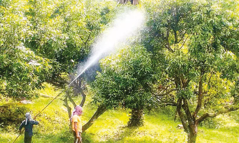 സം​ര​ക്ഷി​ക്കാം, ഈ ​പ​ച്ച​പ്പിനെ