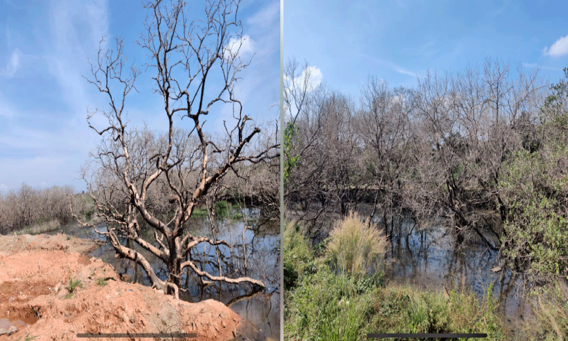 കണ്ടലുകൾക്ക് മരണമണി