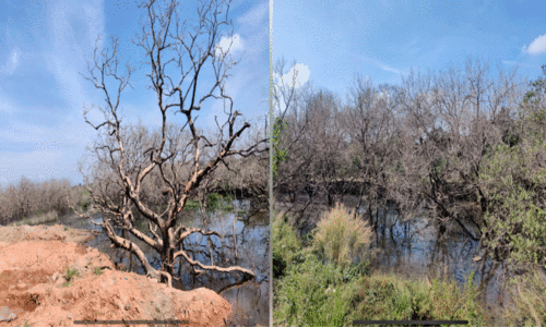 കണ്ടലുകൾക്ക് മരണമണി